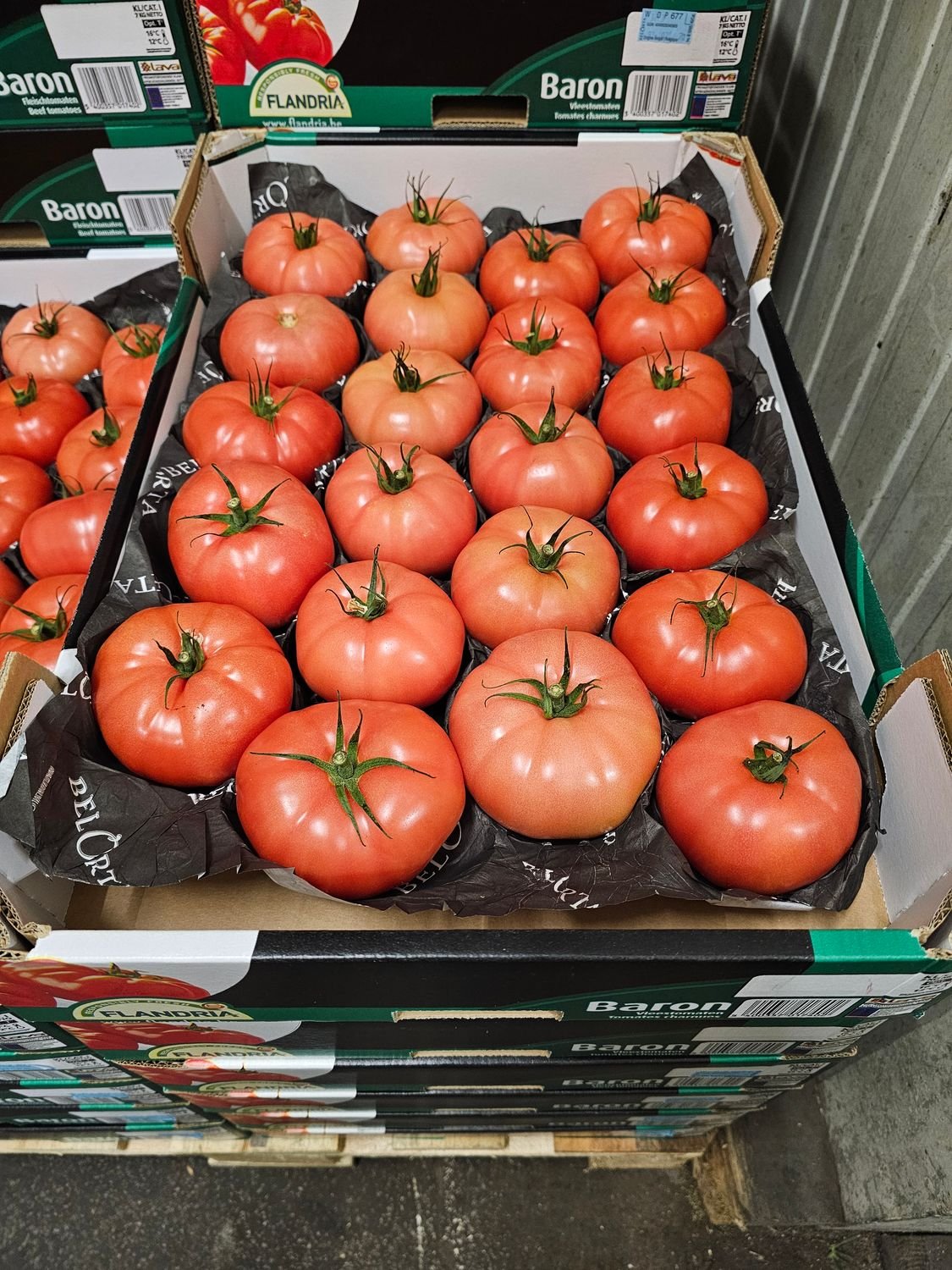 4540174710.jpg Fleischtomaten Einlagig >BARON< 7KG - Image 1