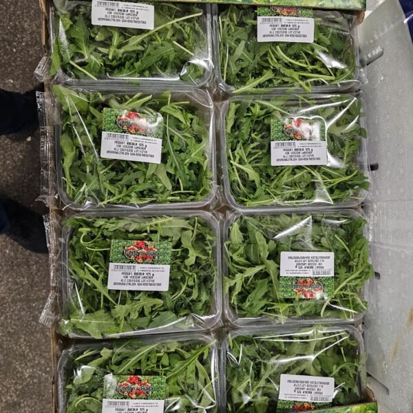 Rucola Schale 8ér Ital.