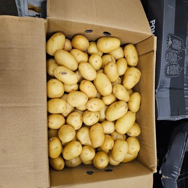 Agata Kartoffel 12,5KG