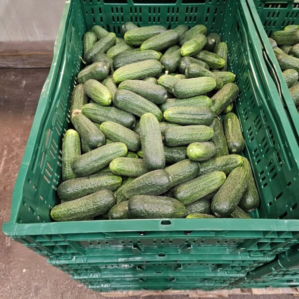 Einlege Gurke 10KG Pfand NL.