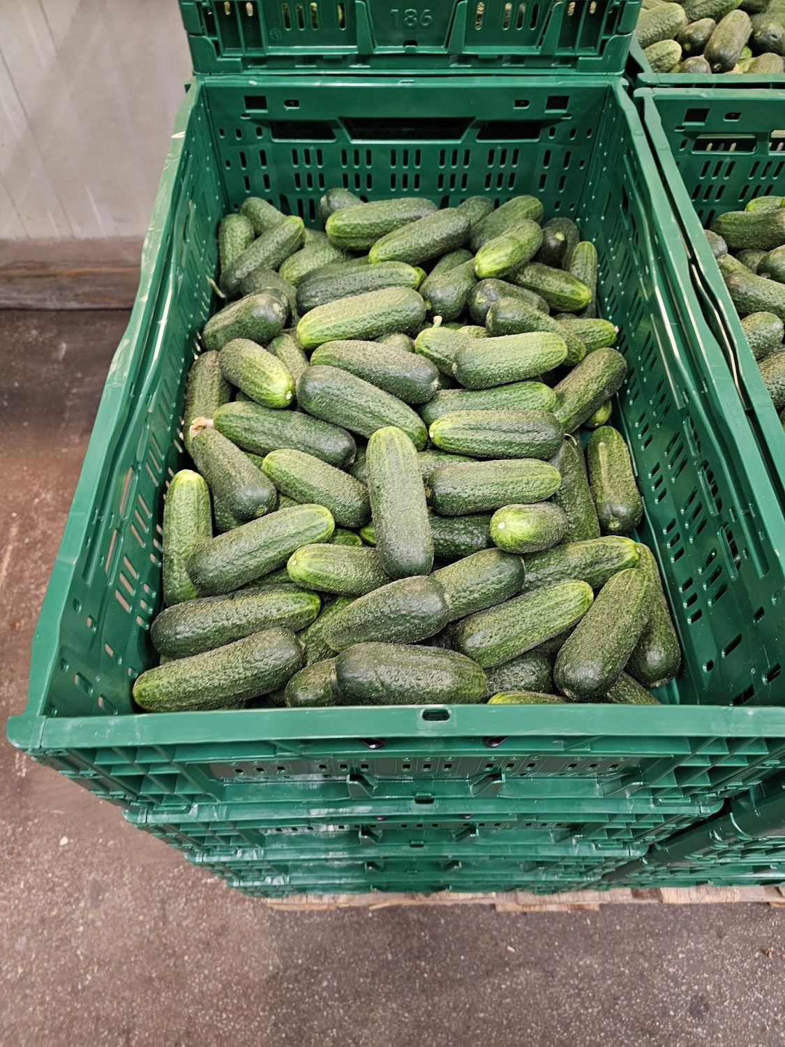 4540239980.jpg Einlege Gurke 10KG Pfand NL. - Image 1