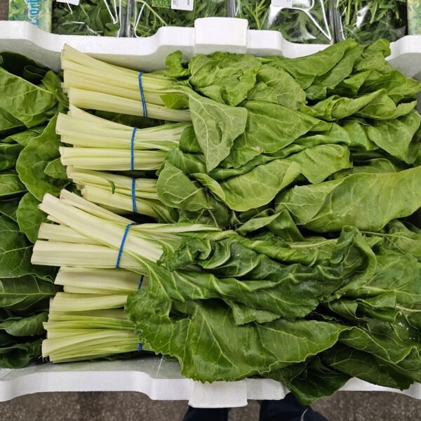 Mangold 12ér Bund SP.