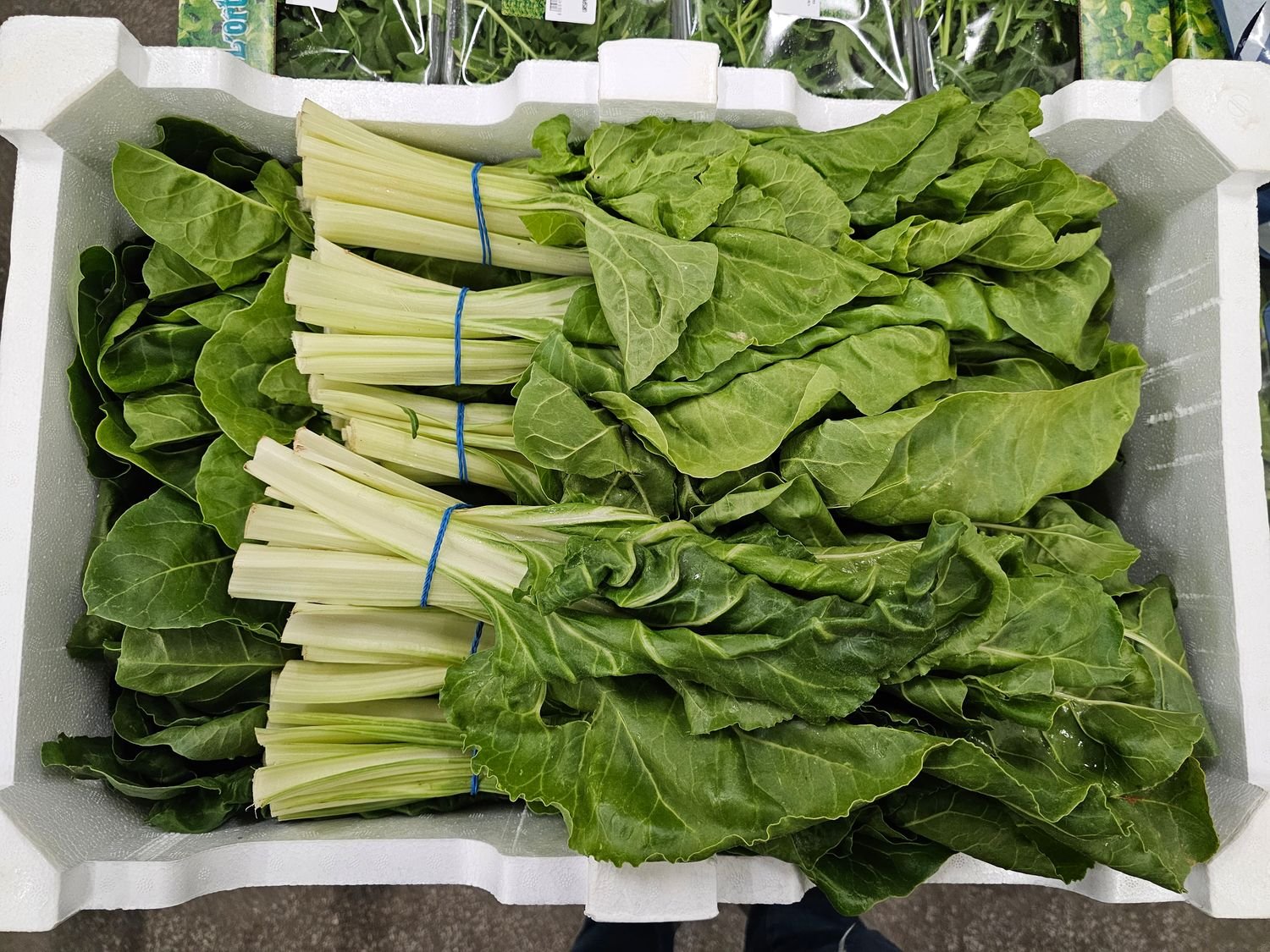 4540257377.jpg Mangold 12ér Bund SP. - Image 1