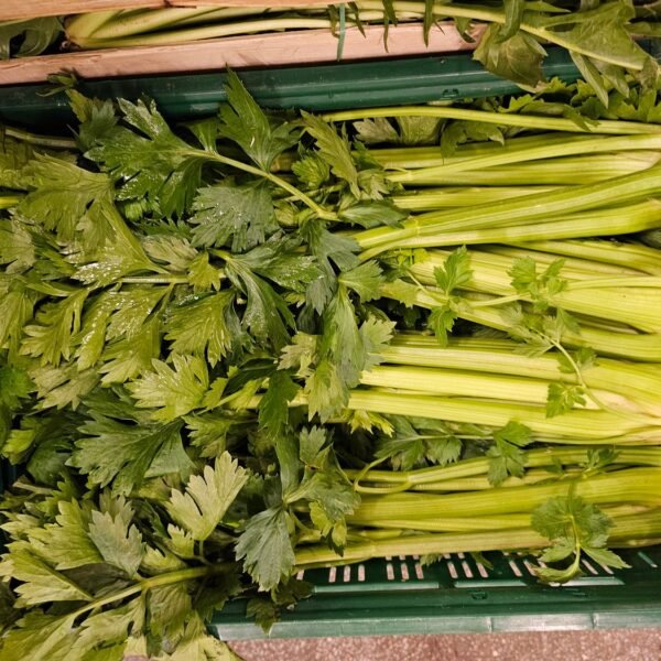 Staudensellerie 10ér Bund PFand