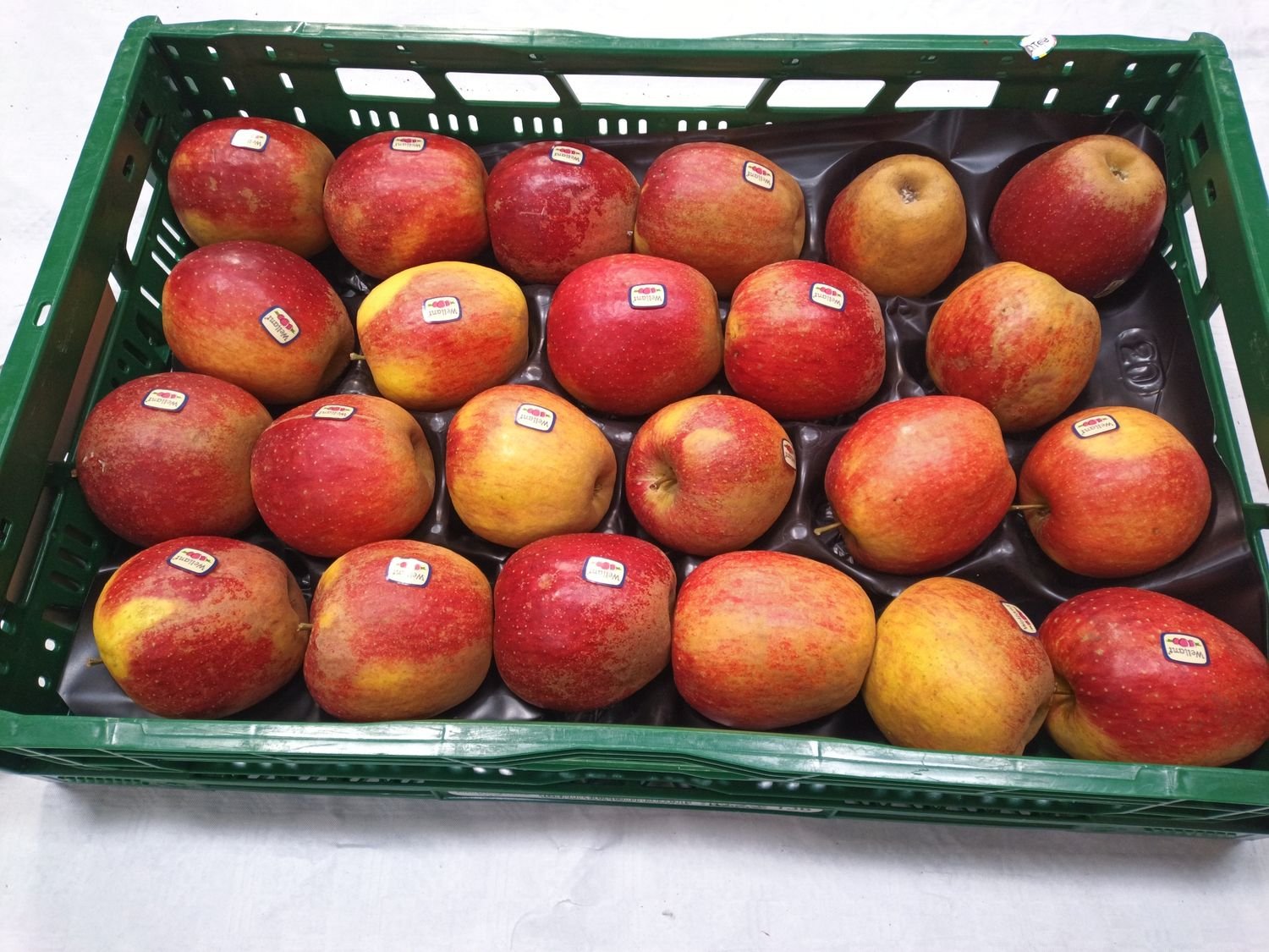 4850978737.jpg Wellant Apfel 85/90 7Kg - Image 1