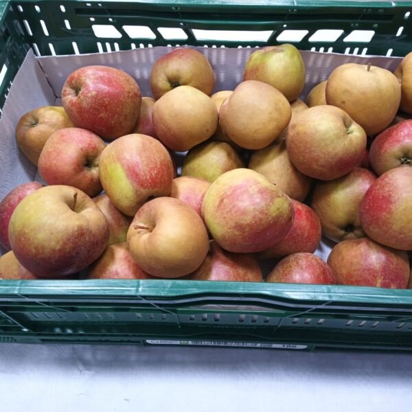Boskop Apfel 85/95 11Kg NL.