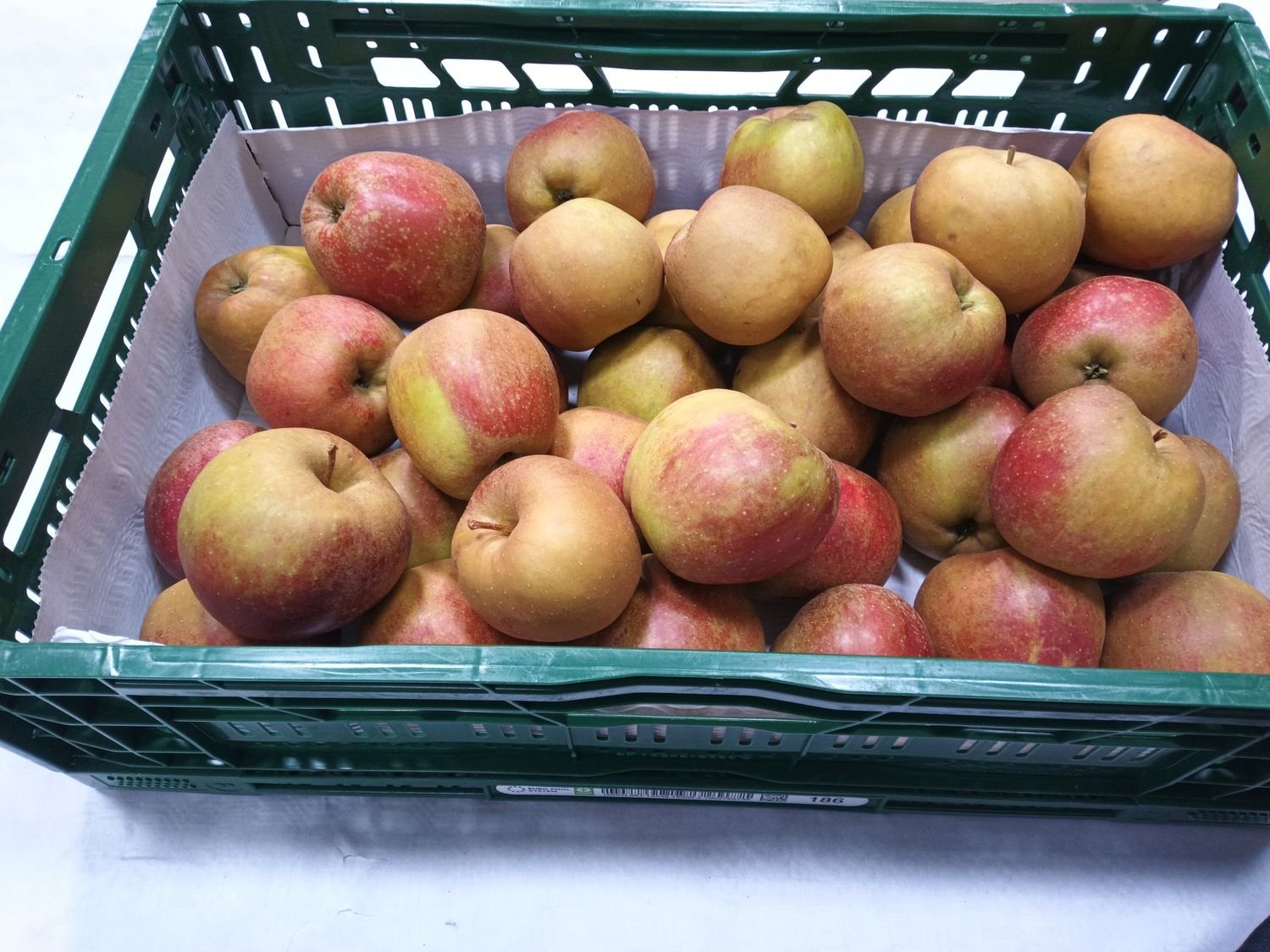 4850988679.jpg Boskop Apfel 85/95 11Kg NL. - Image 1