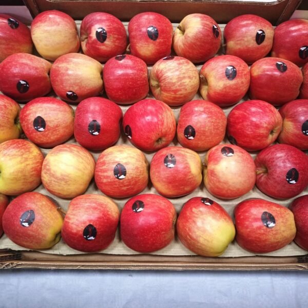 Royal Gala Apfel 7Kg 75/80 Fr.