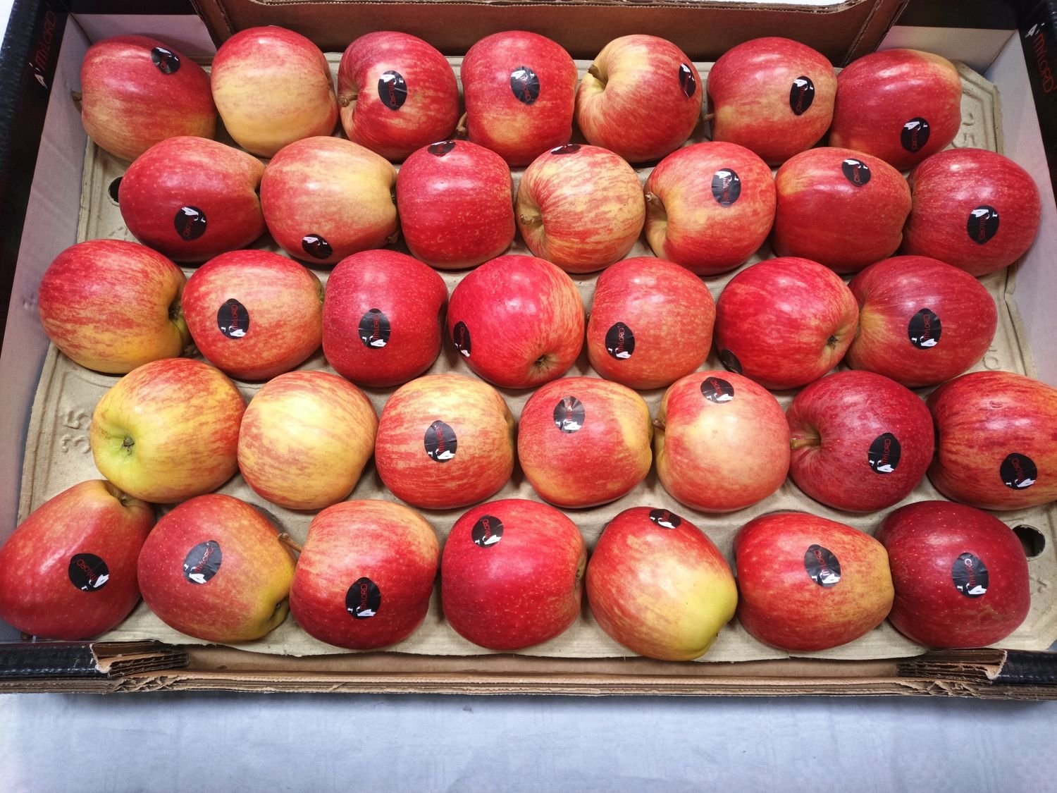 4851002967.jpg Royal Gala Apfel 7Kg 75/80 Fr. - Image 1