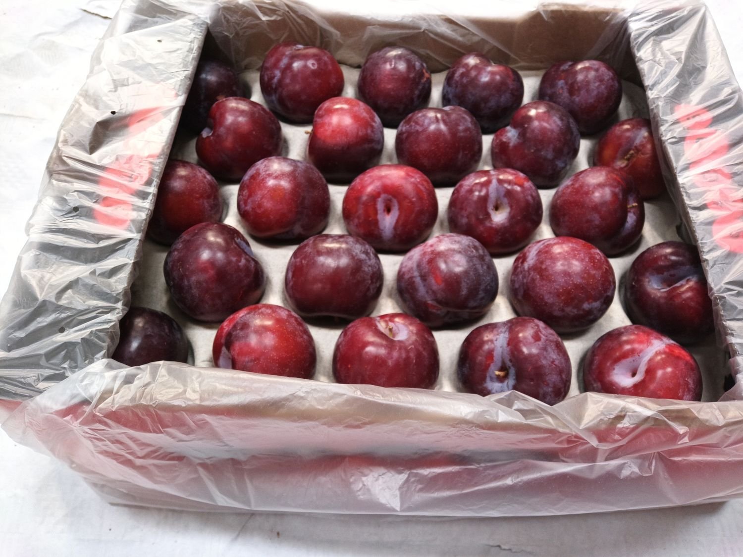4851006107.jpg Rot Pflaumen 5 Kg 55/60mm Süd Afrika. - Image 1
