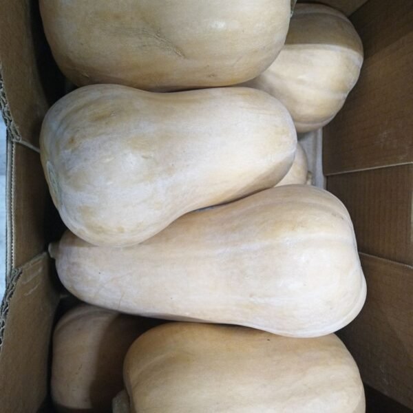 Butternut Kürbis 8XL 10Kg
