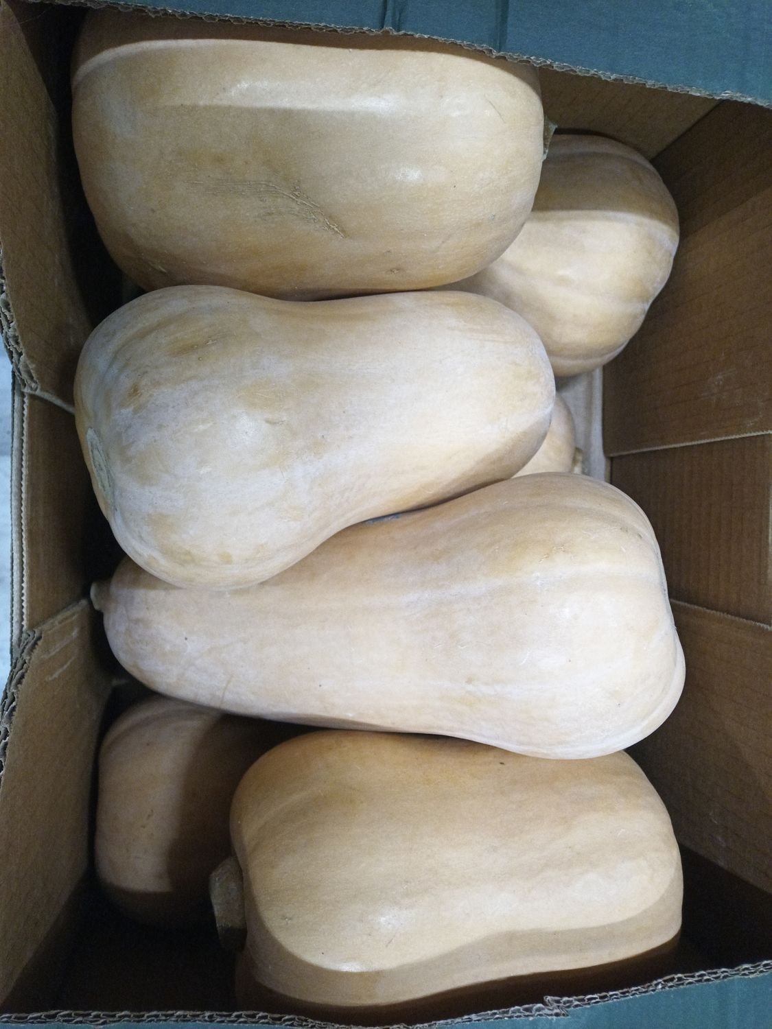 4854975829.jpg Butternut Kürbis 8XL 10Kg - Image 1