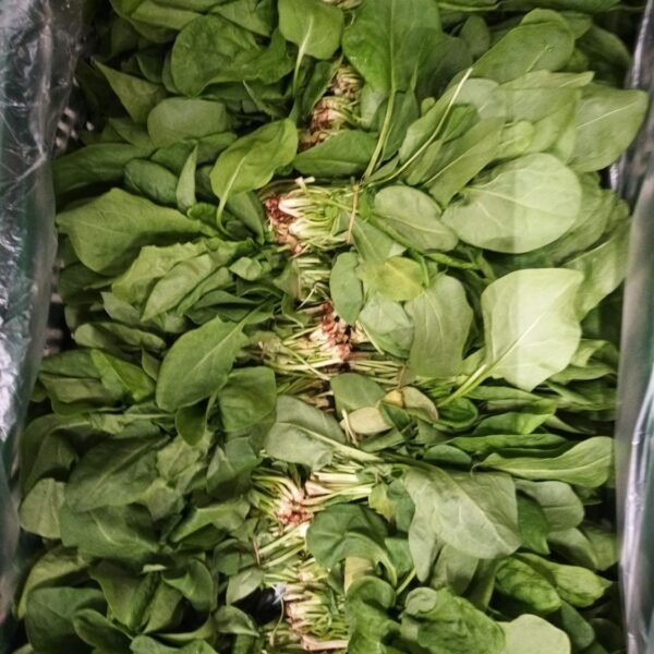 Kuzukulagi 20 Stück NL