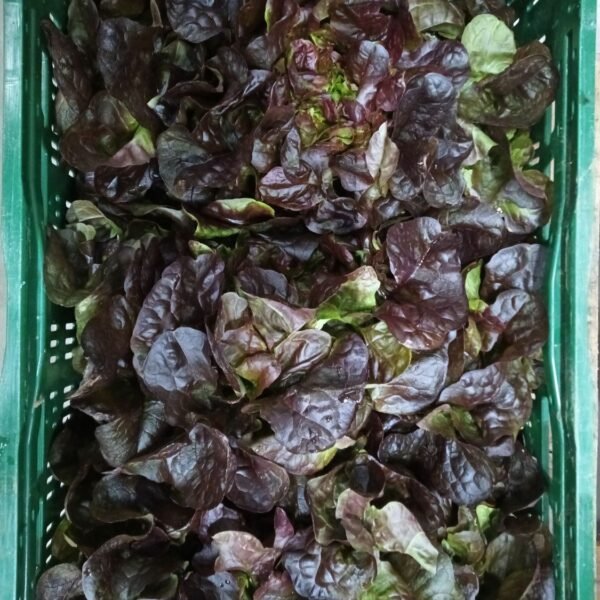 Reise Rot K.1 9 Stück IT.