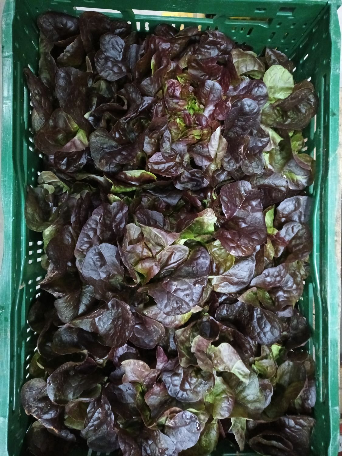 4855132566.jpg Reise Rot K.1 9 Stück IT. - Image 1