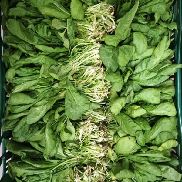 Tere - Kriss 20 Stück