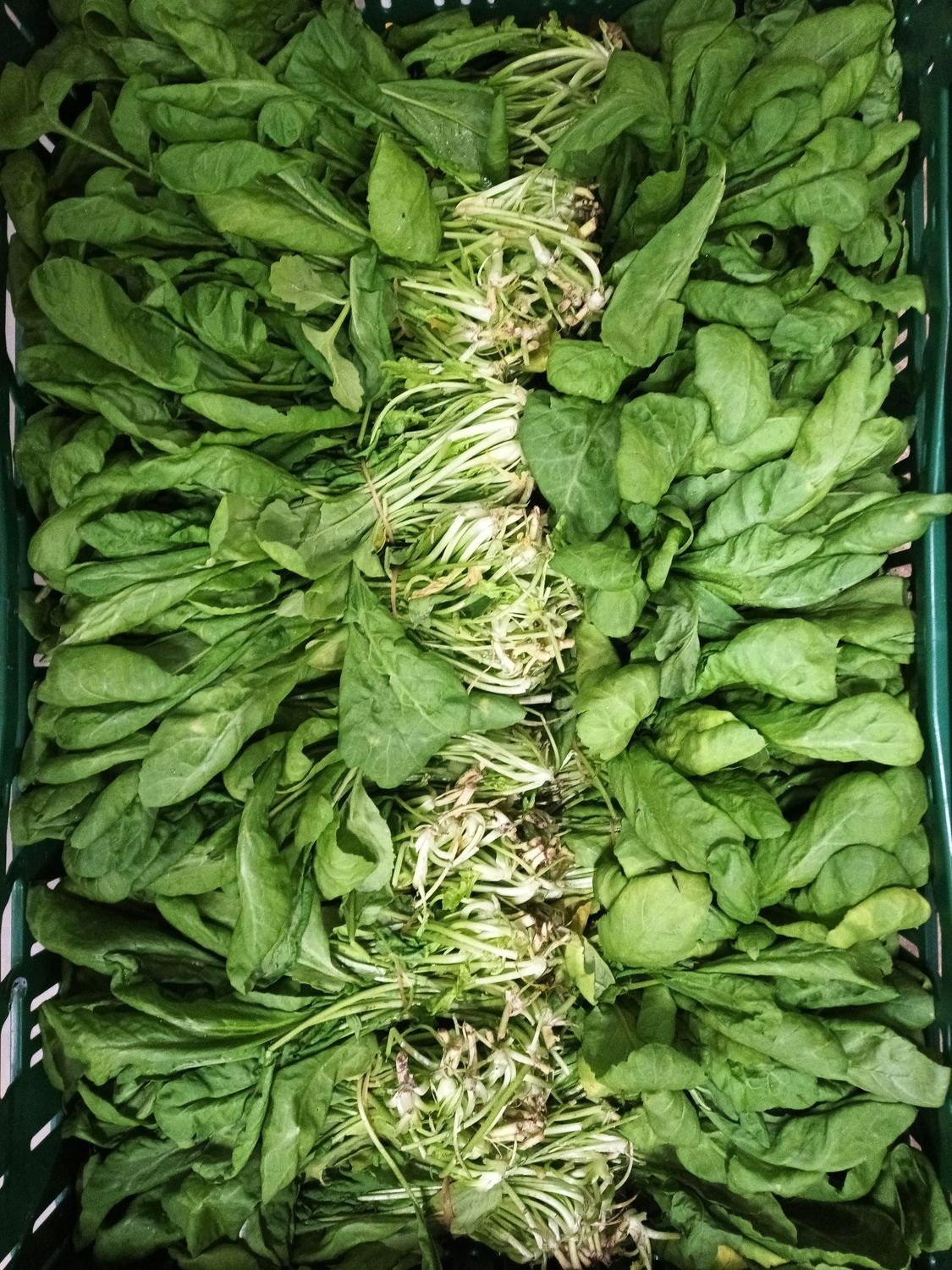 4855132571.jpg Tere - Kriss 20 Stück - Image 1