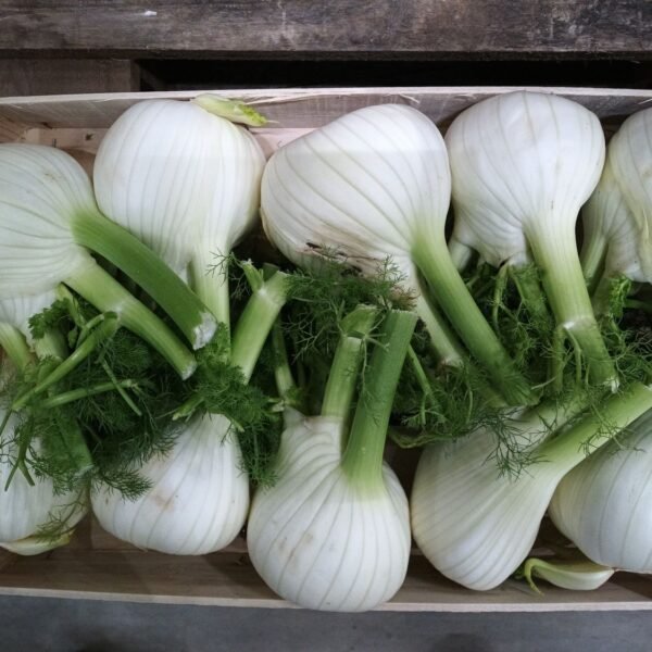 Fenchel Ca.I 10 Stück IT.