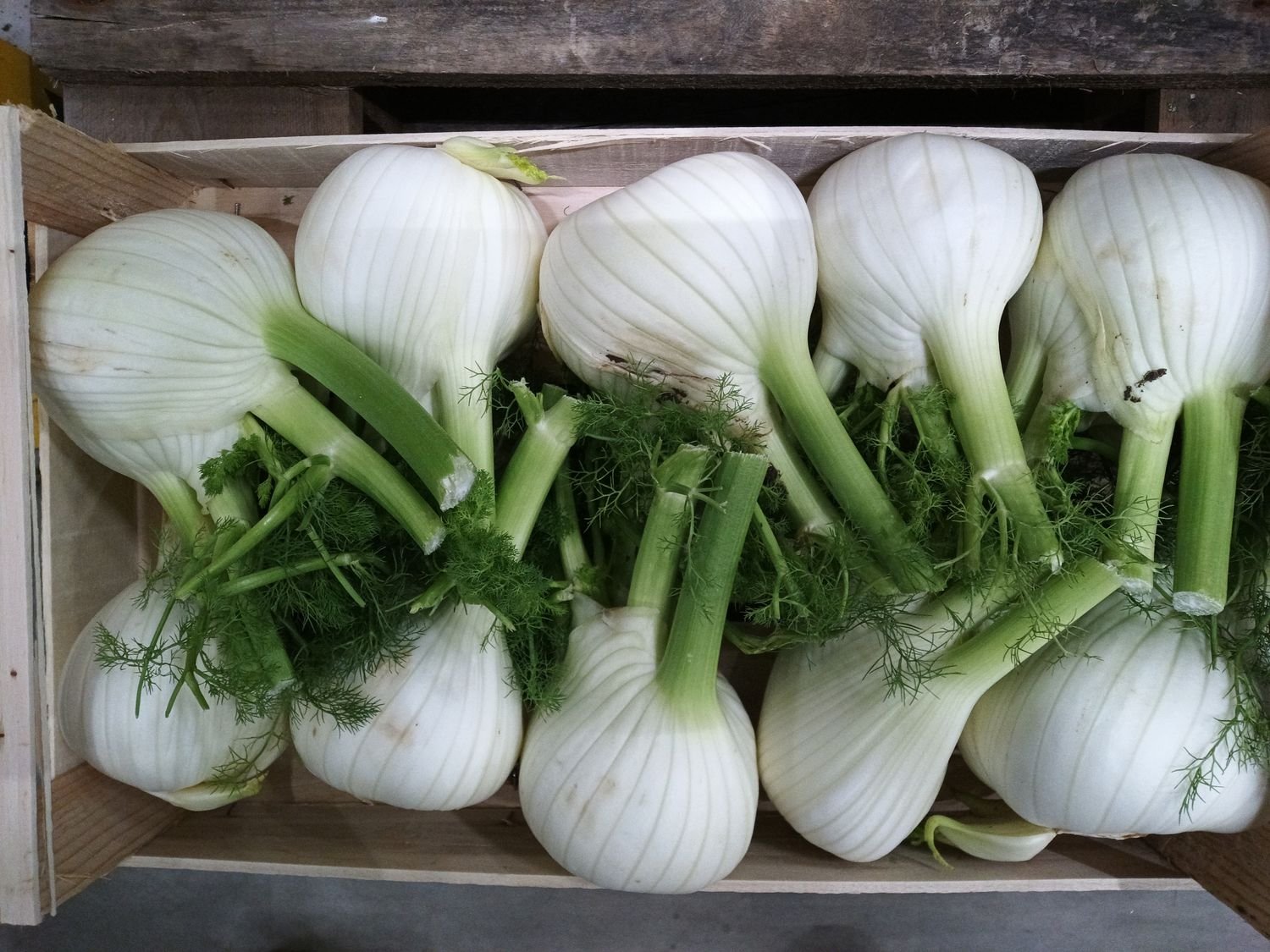 4855277151.jpg Fenchel Ca.I 10 Stück IT. - Image 1