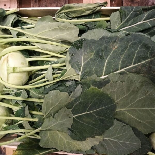 Kohlrabi Holz Kiste Ca 20 IT.