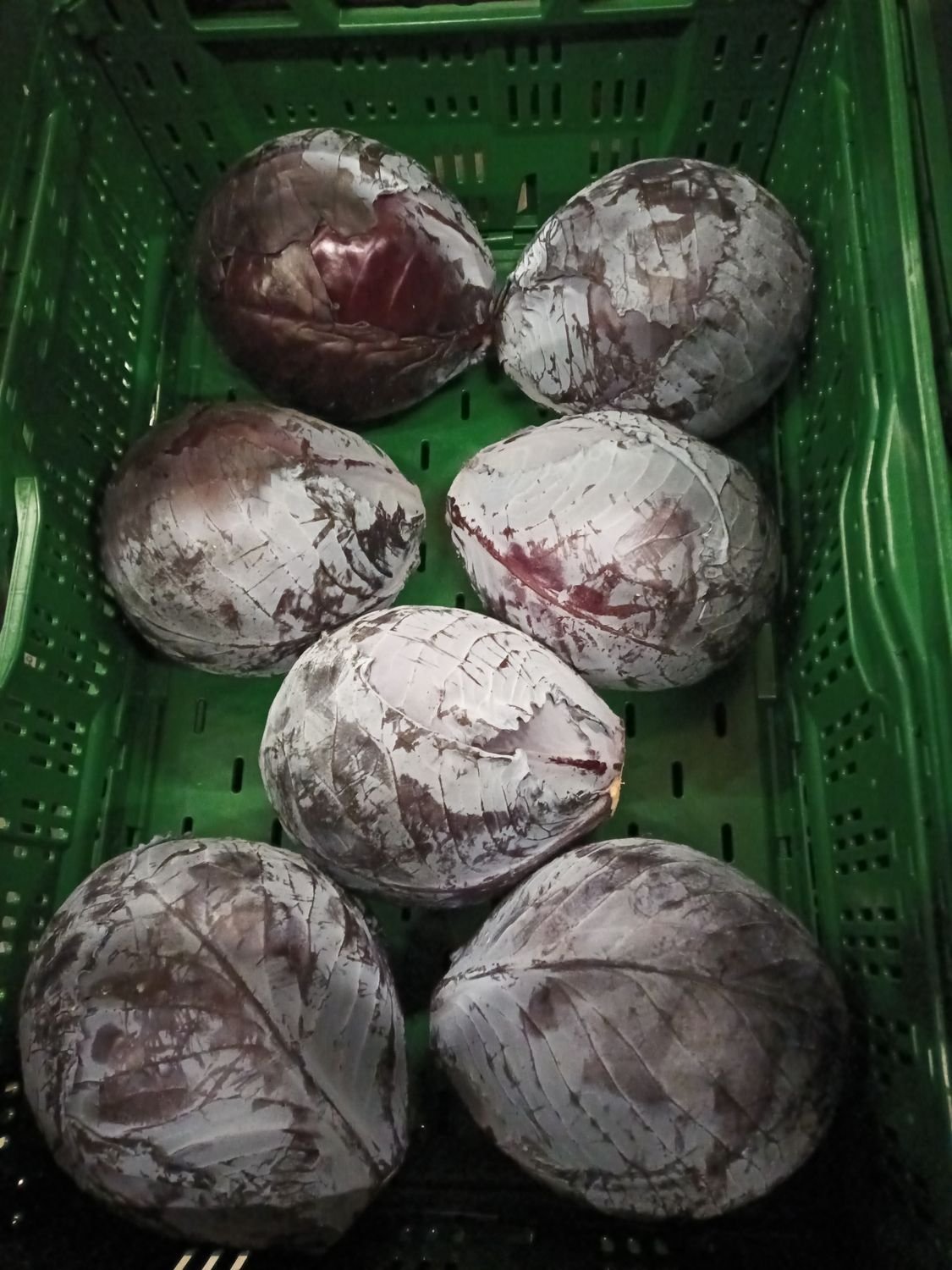 4855460881.jpg Rotkohl Pfand - Image 1