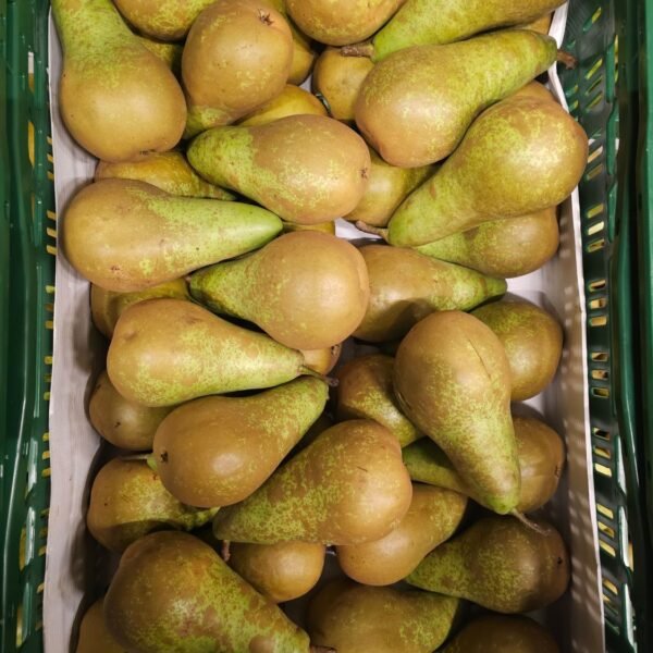 Conference Birnen 14 Kg 75/80 Belgien.