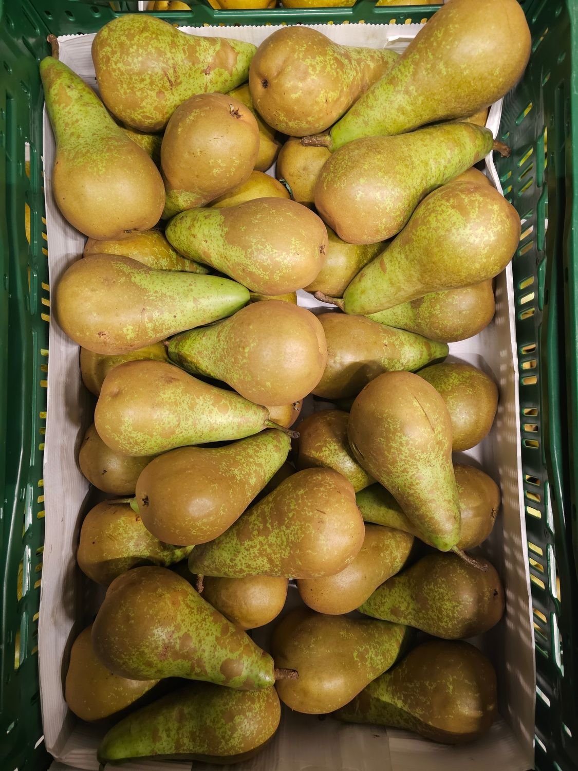 4871302682.jpg Conference Birnen 14 Kg 75/80 Belgien. - Image 1