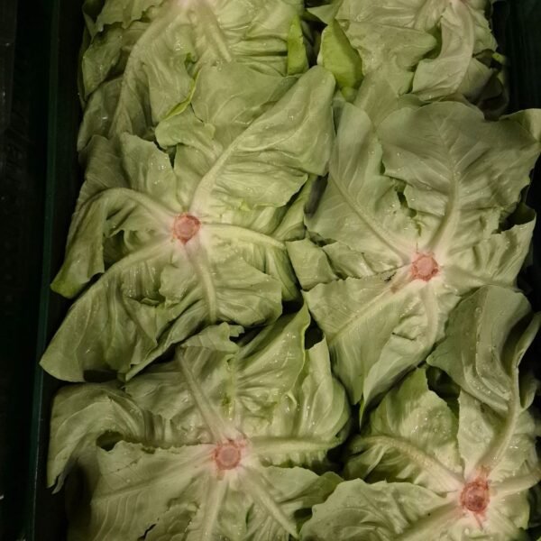 Kopfsalat 12 Stück Belgien.