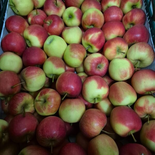 Mini Elster Apfel 60/65 11Kg