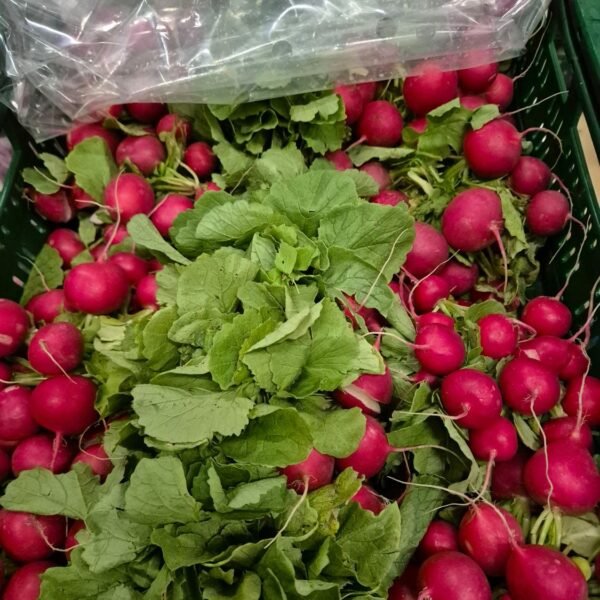 Radieschen 15ér Bund Pfand