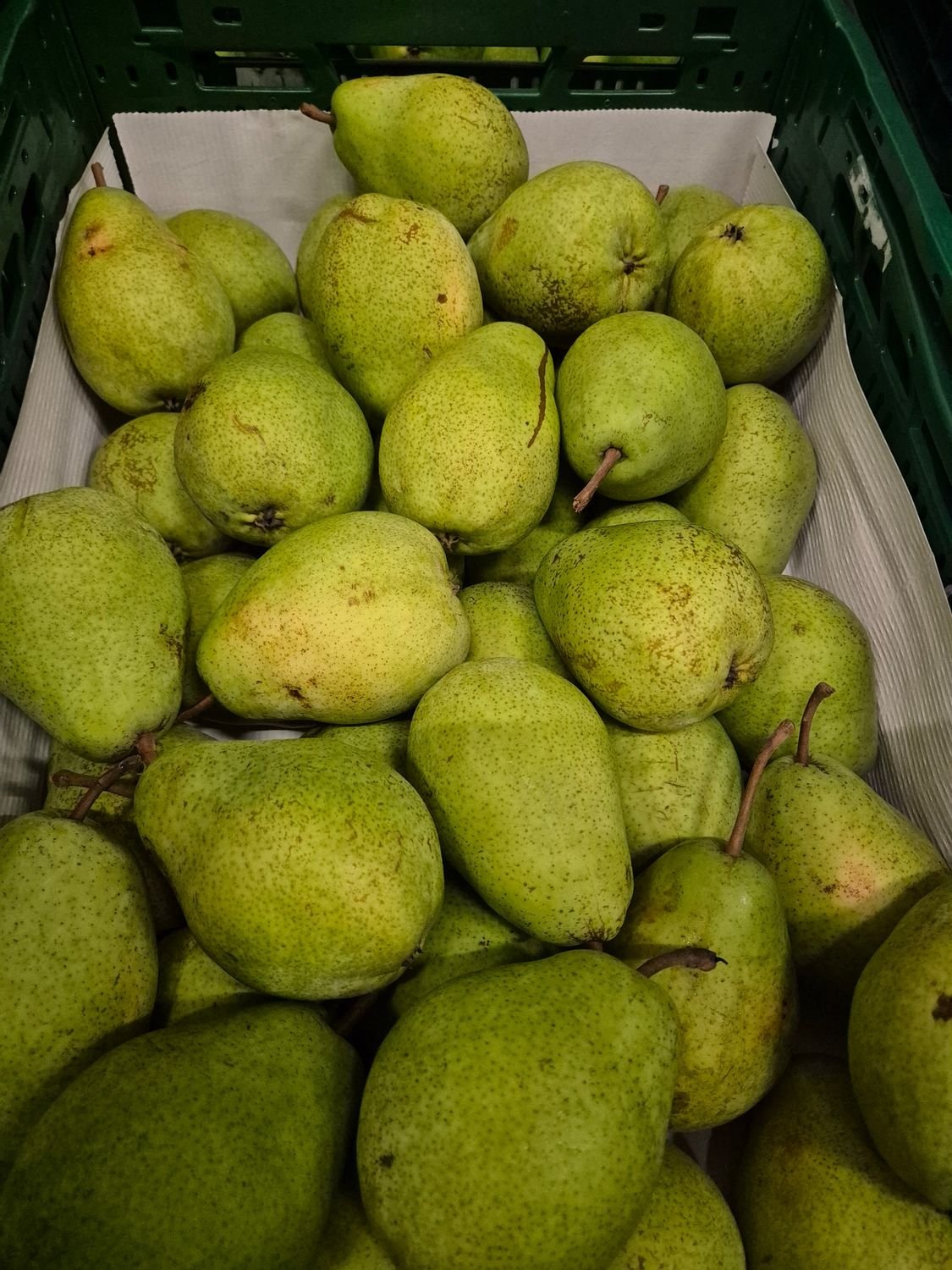 5176158977.jpg Birne Lucas 14KG Belgien PFand - Image 1