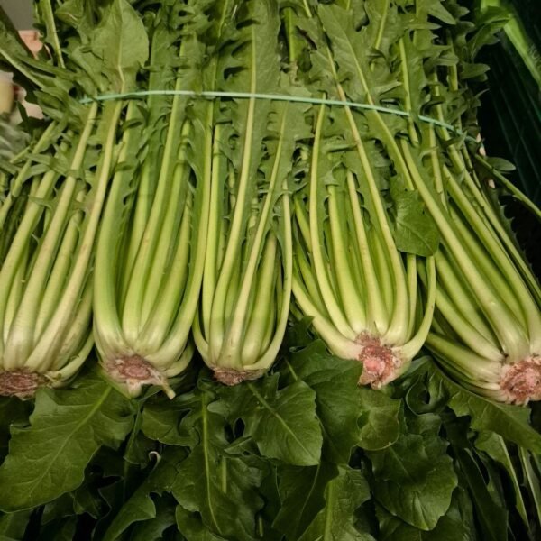 Löwenzahn Holz Kiste Ca.6 IT.