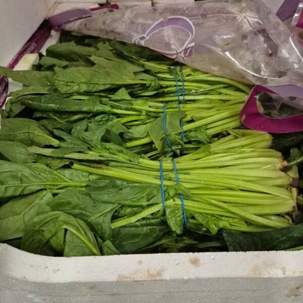 Spinat 12'er Styropor SP.