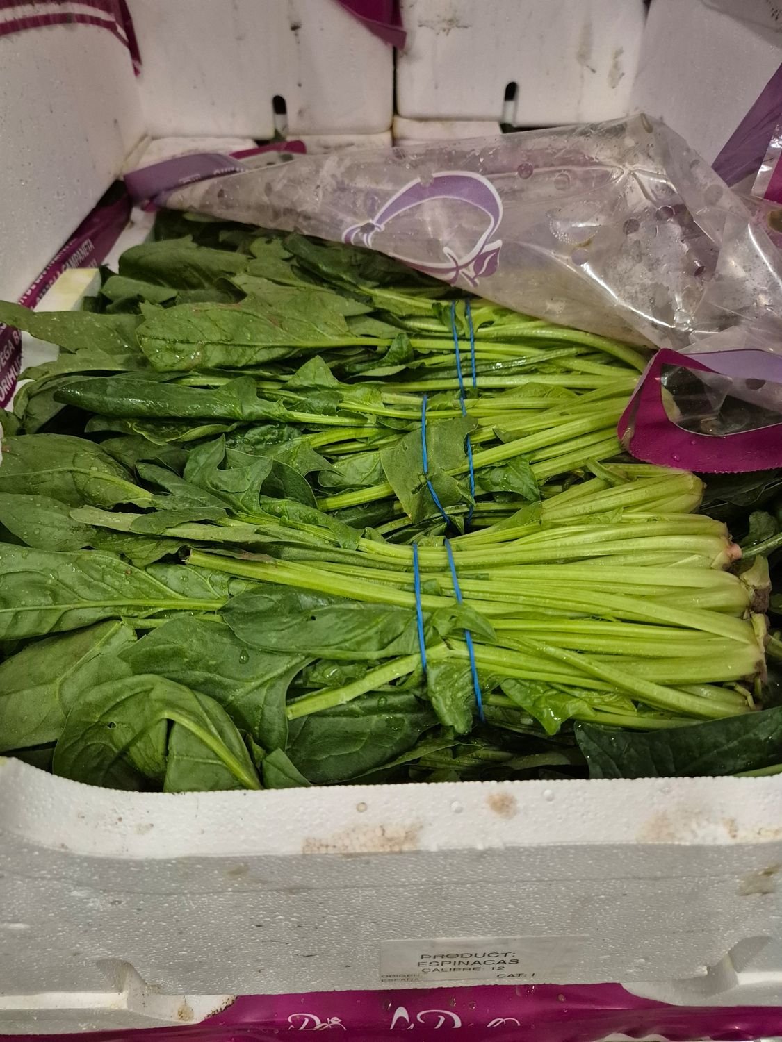 5189679321.jpg Spinat 12'er Styropor SP. - Image 1