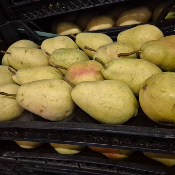 Santamaria Birnr 4kg TR -Neu-