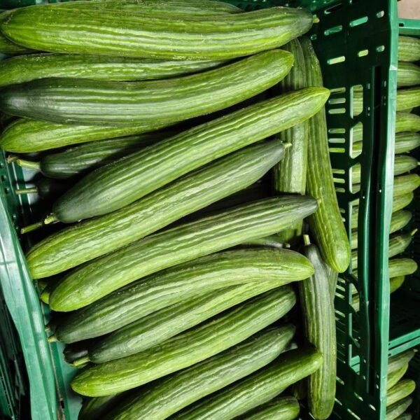 Stück Gurke 42'er 14Kg