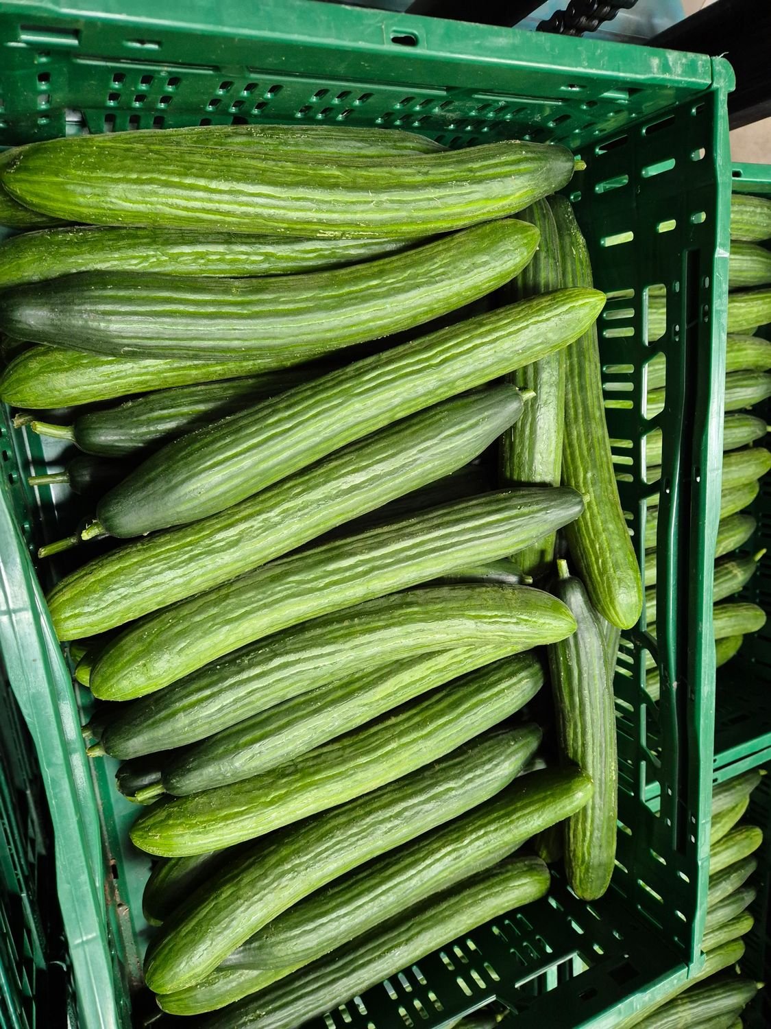 5197387925.jpg Stück Gurke 42'er 14Kg - Image 1