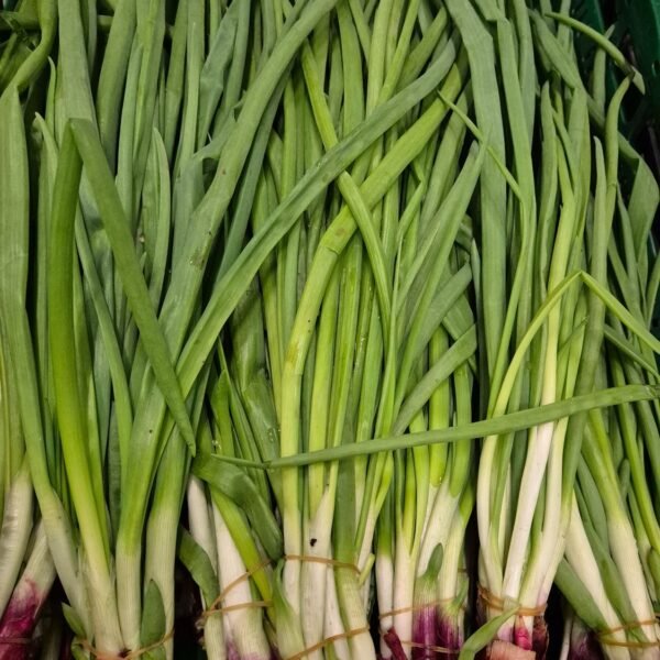 Lauchzwiebeln Lange-köy- 20 Bund