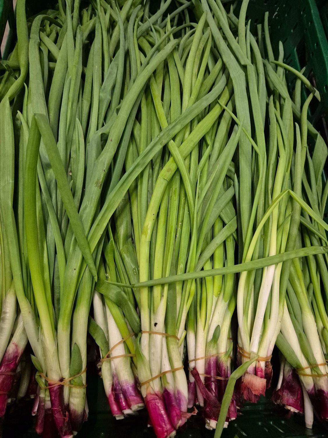 5214708830.jpg Lauchzwiebeln Lange-köy- 20 Bund - Image 1