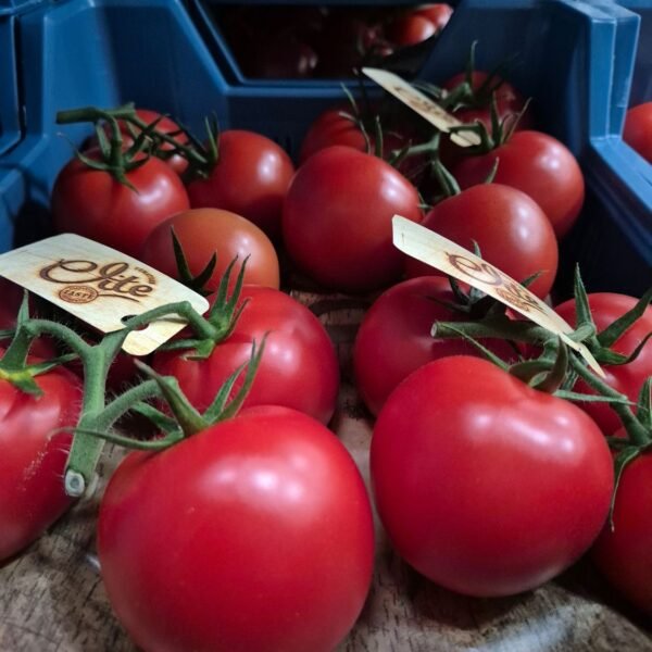 Strauch Tomaten ELITE 5KG