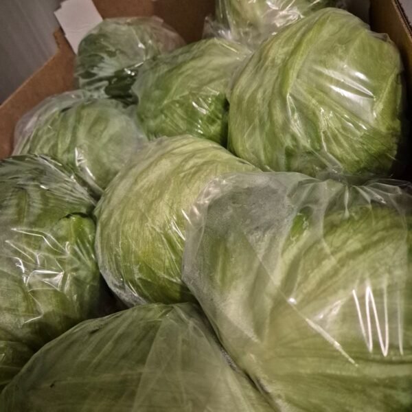 Eisberg Salat 10'er Karton