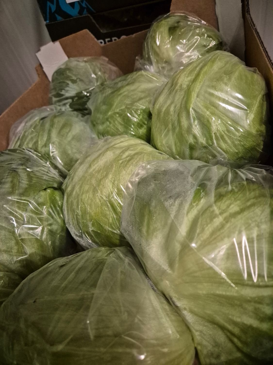 5289978061.jpg Eisberg Salat 10'er Karton - Image 1