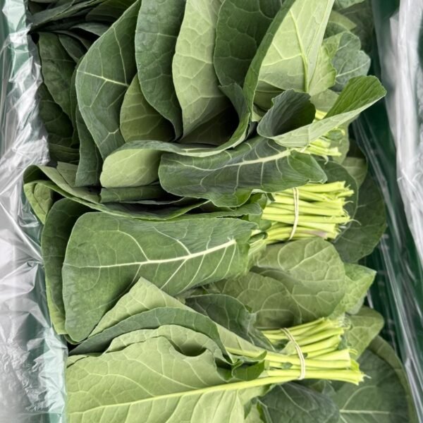 Schwarzkohl-Laz lahanasi- 10er Bund