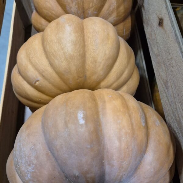 Kürbis Muscat Holz Kiste