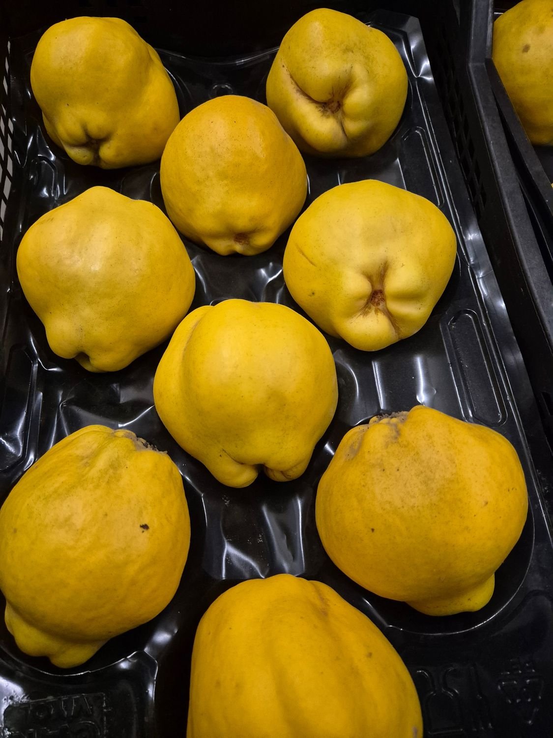 5466679797.jpg Quitten 14er (AZ) - Image 1