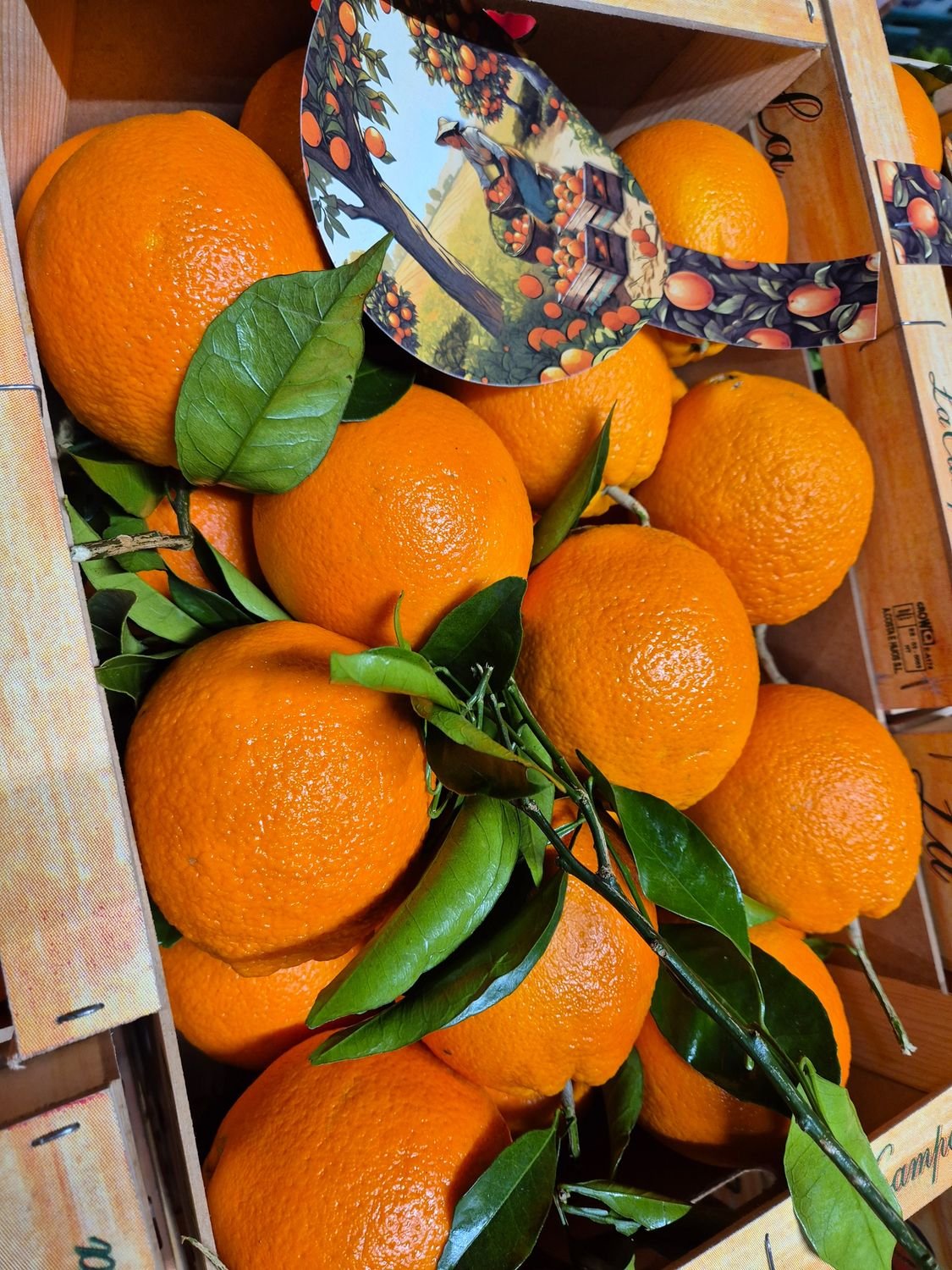 5514994414.jpg Blattorangen(PT) - Image 1