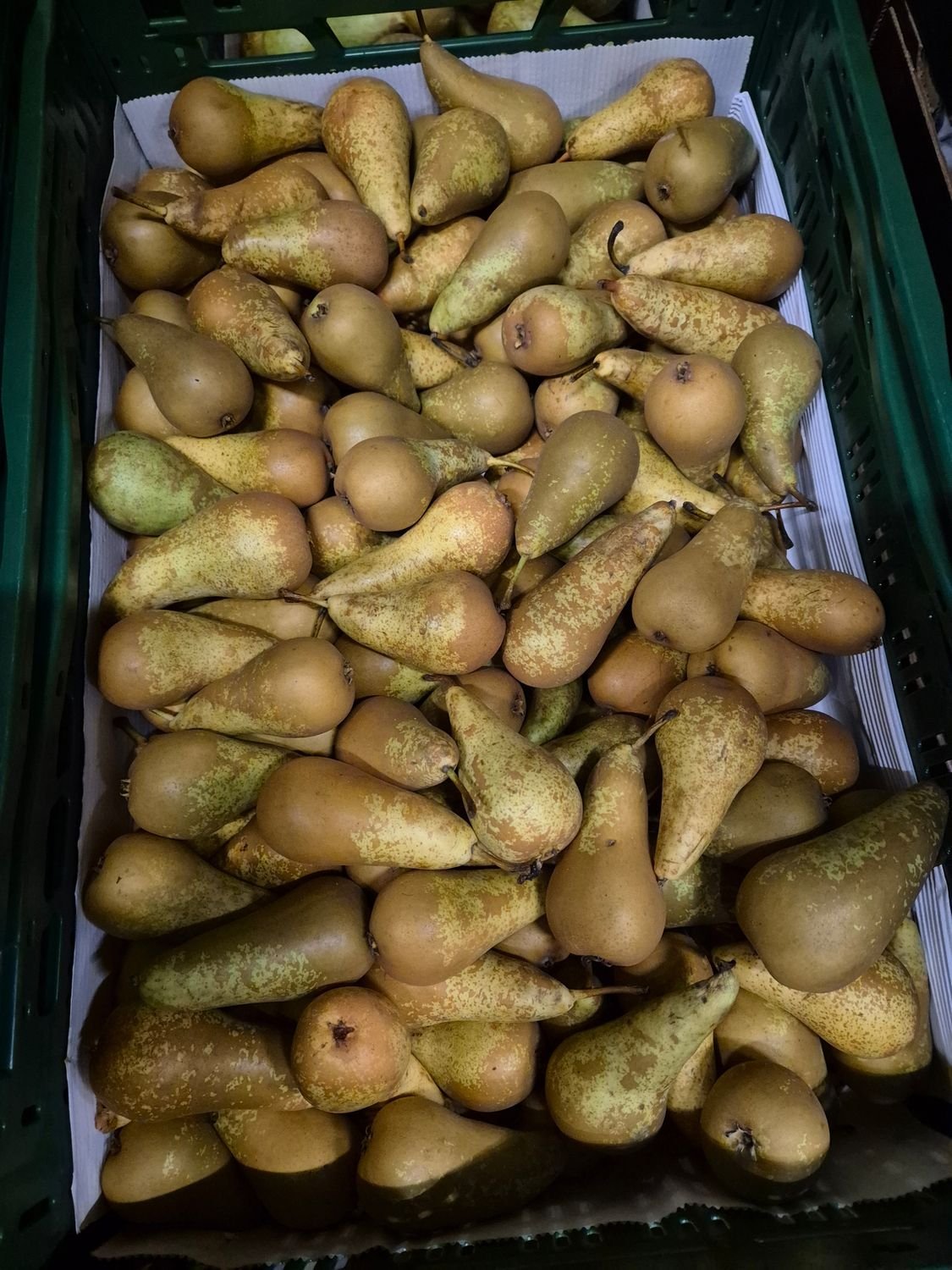 5549119060.jpg Conference 70+ 7KG - Image 1