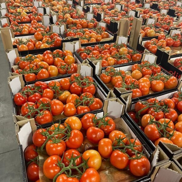 Strauchtomaten Elite(Karton) 5 kg