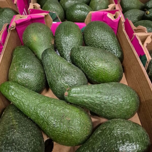 Avocado(ZA) 10' er