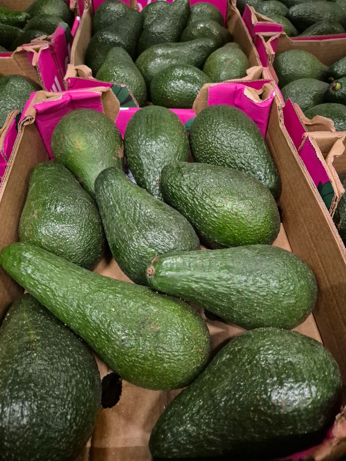 5669675311.jpg Avocado(ZA) 10' er - Image 1